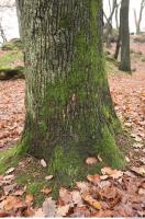 tree bark mossy 0008